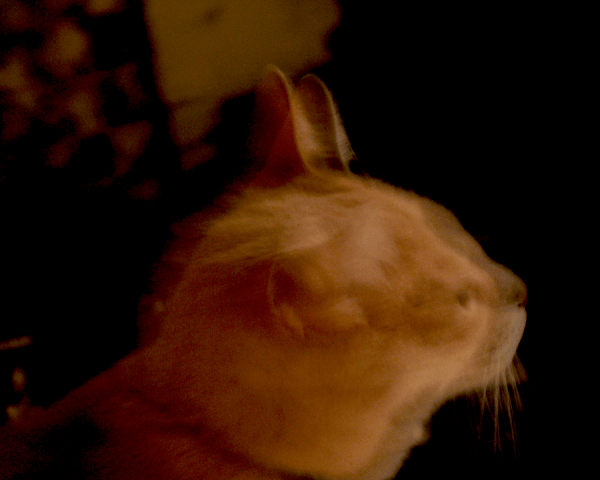 Jackson, a dilute orange tabby, looking to the right